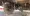 پیکاپ کلوت دنده ای