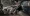 21.webp